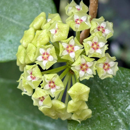 Lime Green Hoya Seeds - Heirloom Flower Plant for Home Gardens