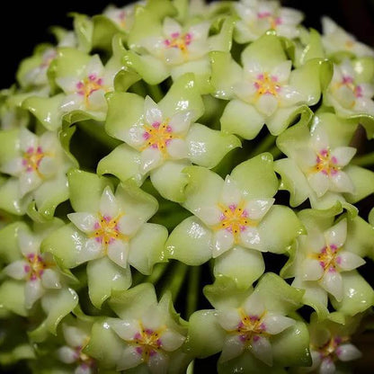 Lime Green Hoya Seeds - Heirloom Flower Plant for Home Gardens