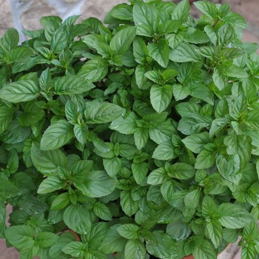 Lime Mint Seeds - Heirloom Herbal Plant for Home Gardens