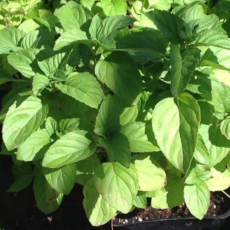 Lime Mint Seeds - Heirloom Herbal Plant for Home Gardens