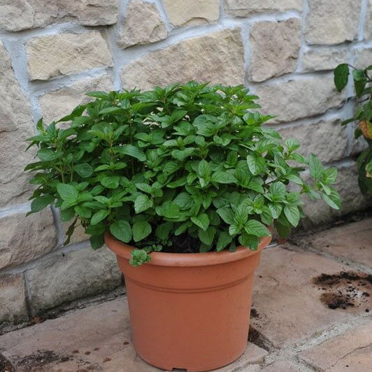 Lime Mint Seeds - Heirloom Herbal Plant for Home Gardens