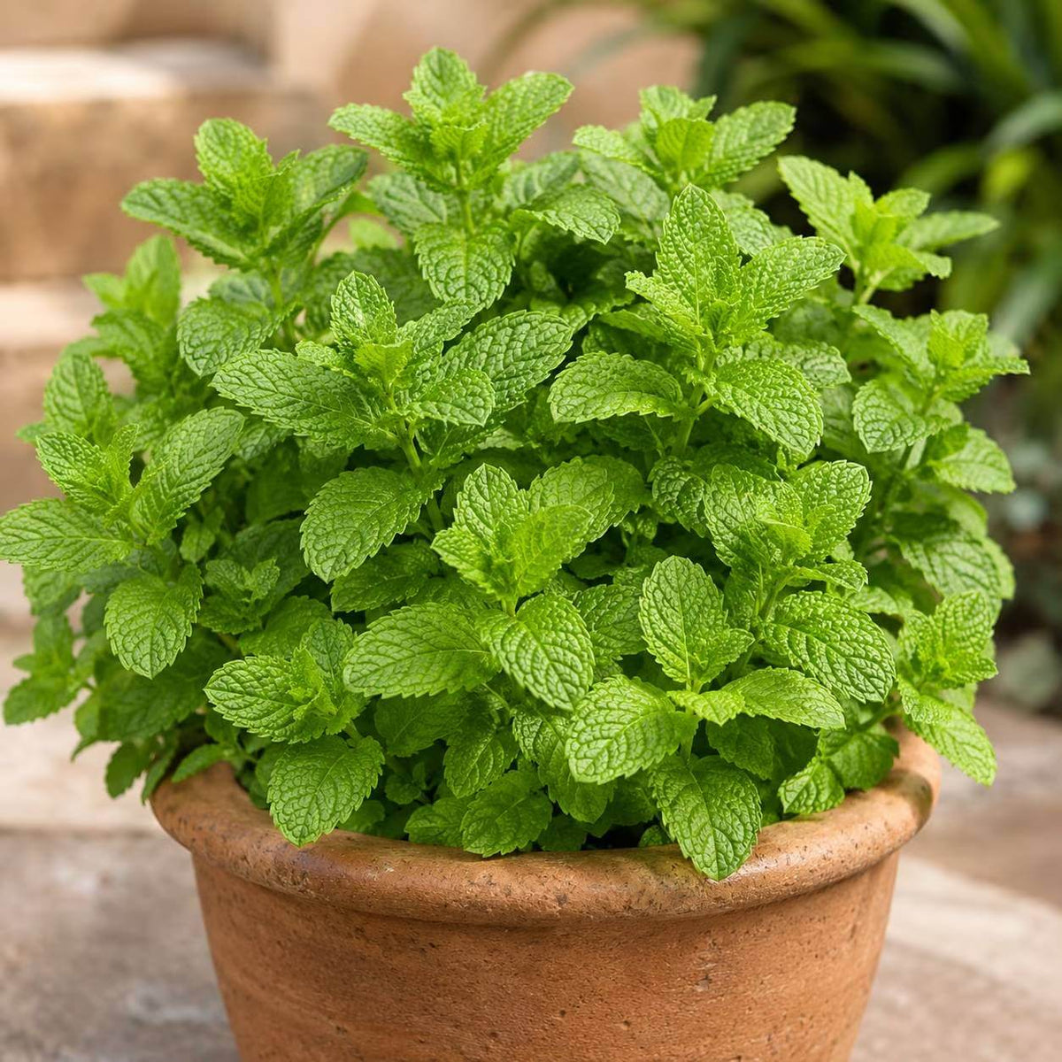 Lime Mint Seeds - Heirloom Herbal Plant for Home Gardens