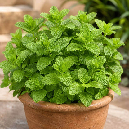 Lime Mint Seeds - Heirloom Herbal Plant for Home Gardens