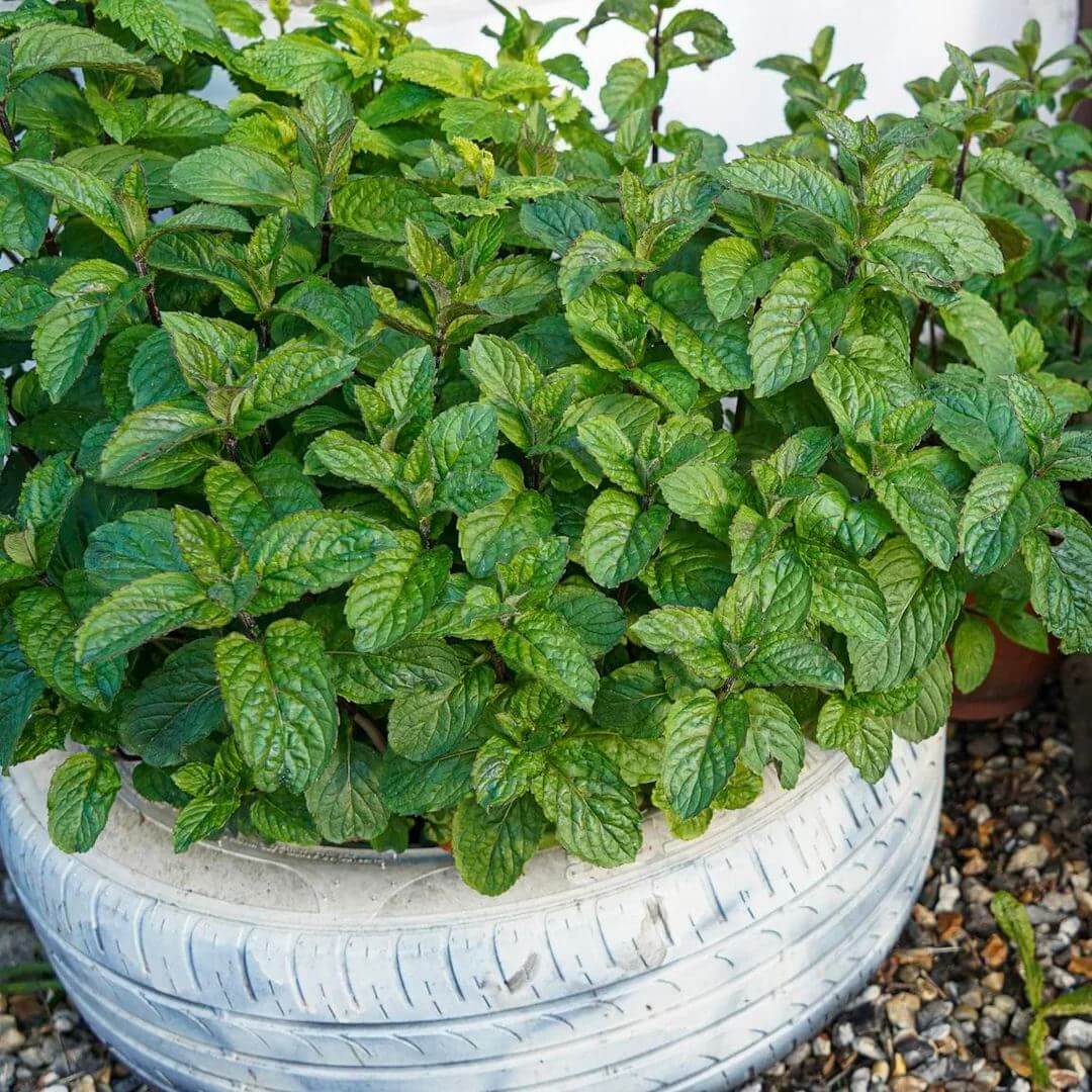 Lime Mint Seeds - Heirloom Herbal Plant for Home Gardens