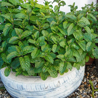 Lime Mint Seeds - Heirloom Herbal Plant for Home Gardens