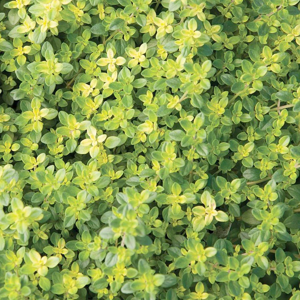Lime Thyme Seeds - Heirloom Herbal Plant for Home Gardens