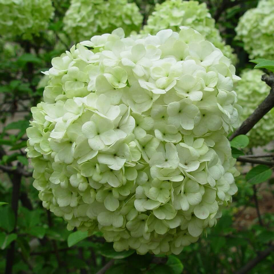 Limelight Hydrangea Seeds - Flower Plant