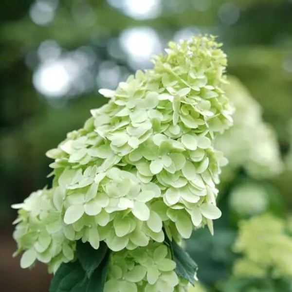 Limelight Hydrangea Seeds - Flower Plant