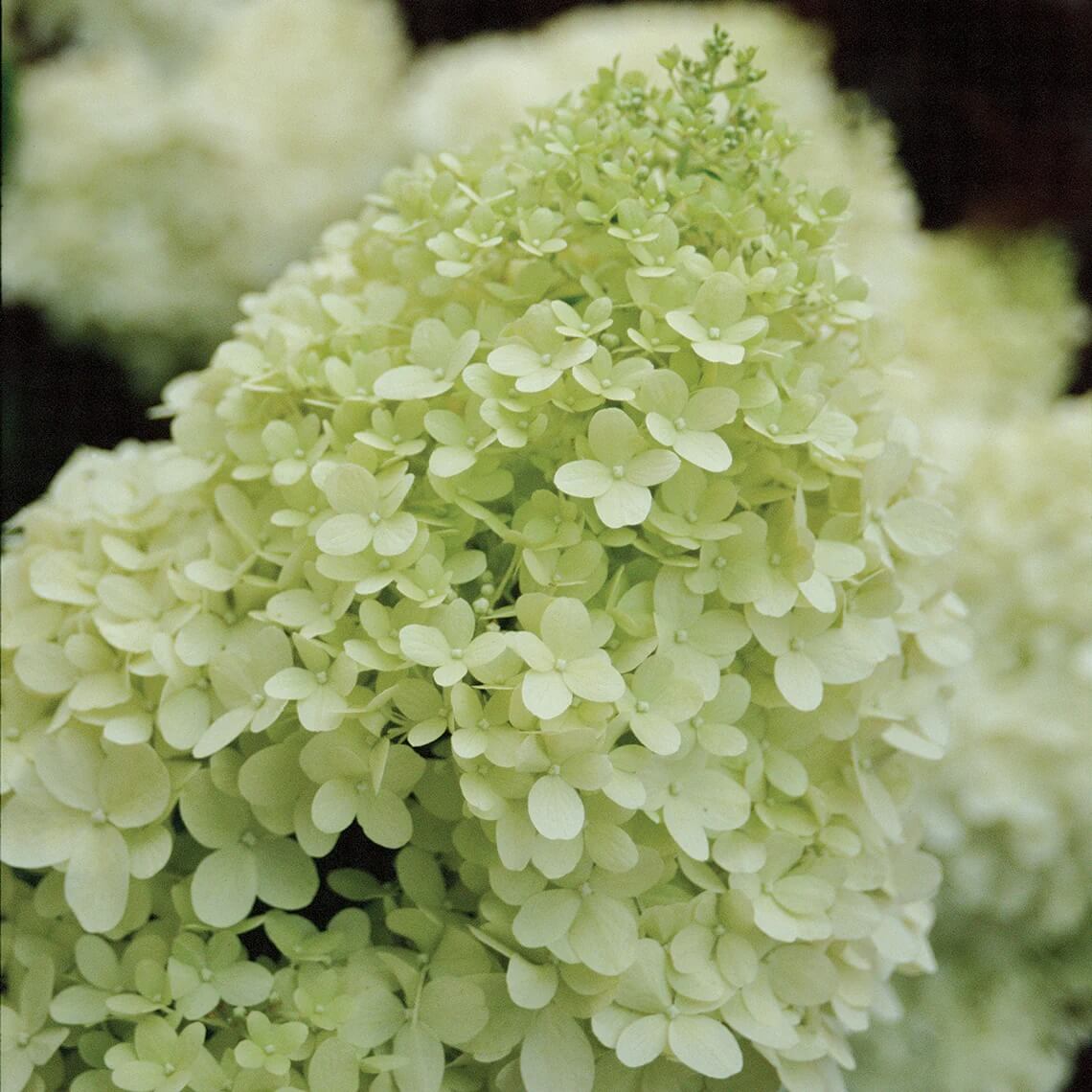 Limelight Hydrangea Seeds - Flower Plant