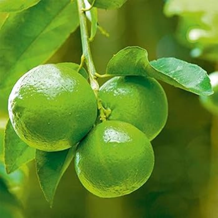 Limes seeds - Fruit for Home Gardens