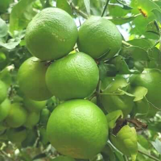 Limes seeds - Fruit for Home Gardens