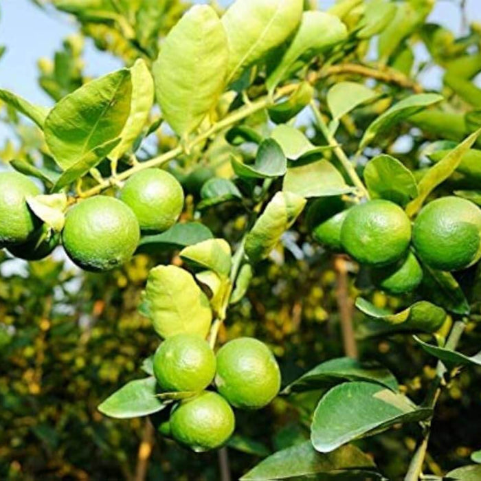 Limes seeds - Fruit for Home Gardens