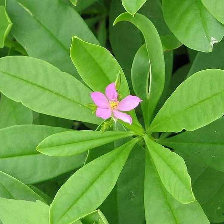 Limon Talinum Seeds - Heirloom Flower Plant for Home Gardens