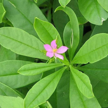 Limon Talinum Seeds - Heirloom Flower Plant for Home Gardens