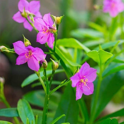 Limon Talinum Seeds - Heirloom Flower Plant for Home Gardens