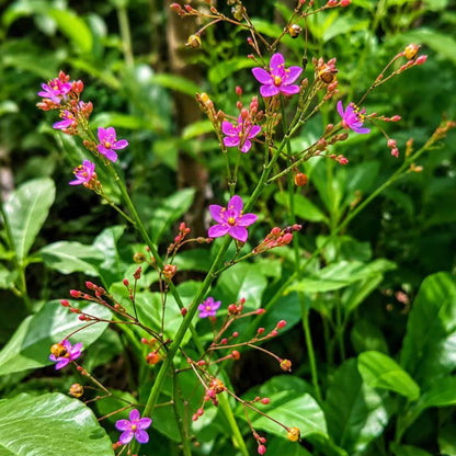 Limon Talinum Seeds - Heirloom Flower Plant for Home Gardens