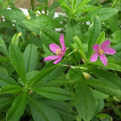 Limon Talinum Seeds - Heirloom Flower Plant for Home Gardens