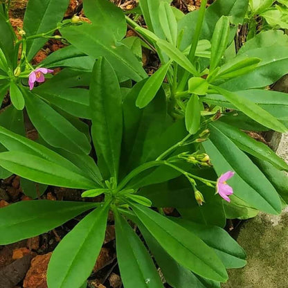 Limon Talinum Seeds - Heirloom Flower Plant for Home Gardens