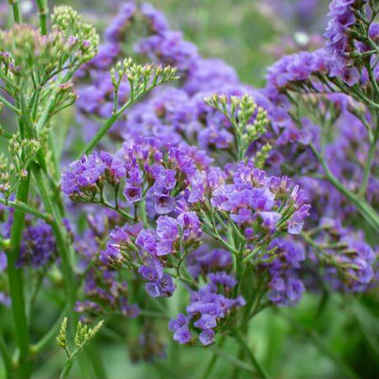 Limonium Blue Stream Seeds - Heirloom Flower Plant for Home Gardens