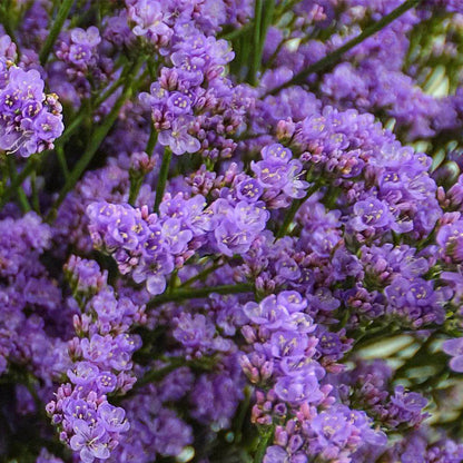 Limonium Blue Stream Seeds - Heirloom Flower Plant for Home Gardens