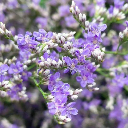 Limonium Blue Stream Seeds - Heirloom Flower Plant for Home Gardens