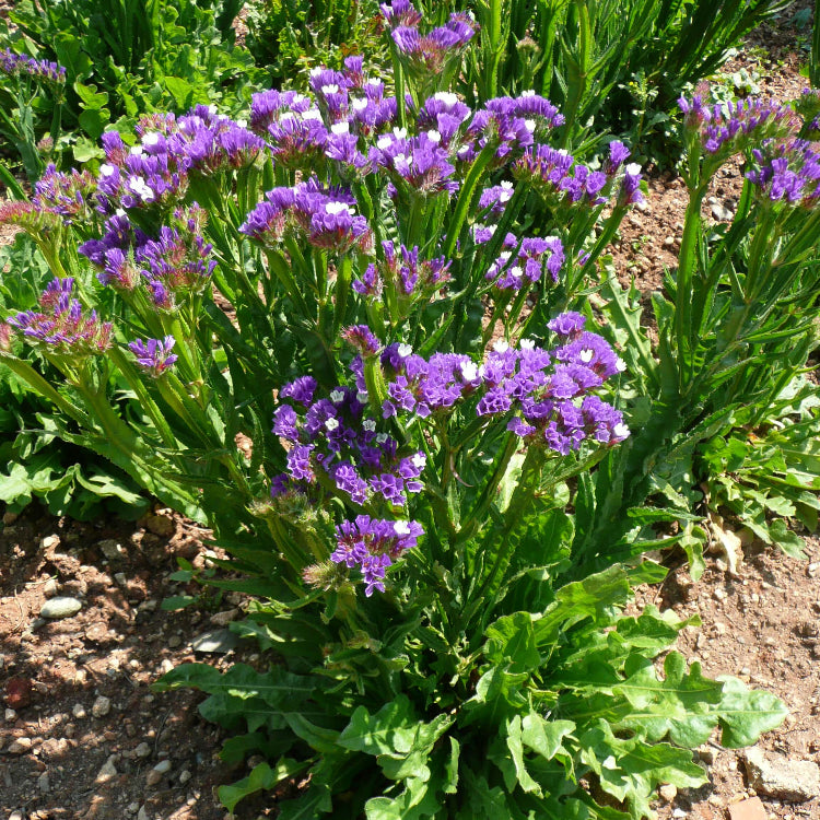 Limonium Sinuatum Seeds - Heirloom Flower Plant for Home Gardens