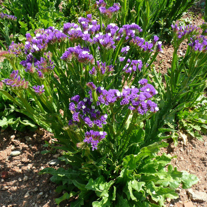 Limonium Sinuatum Seeds - Heirloom Flower Plant for Home Gardens