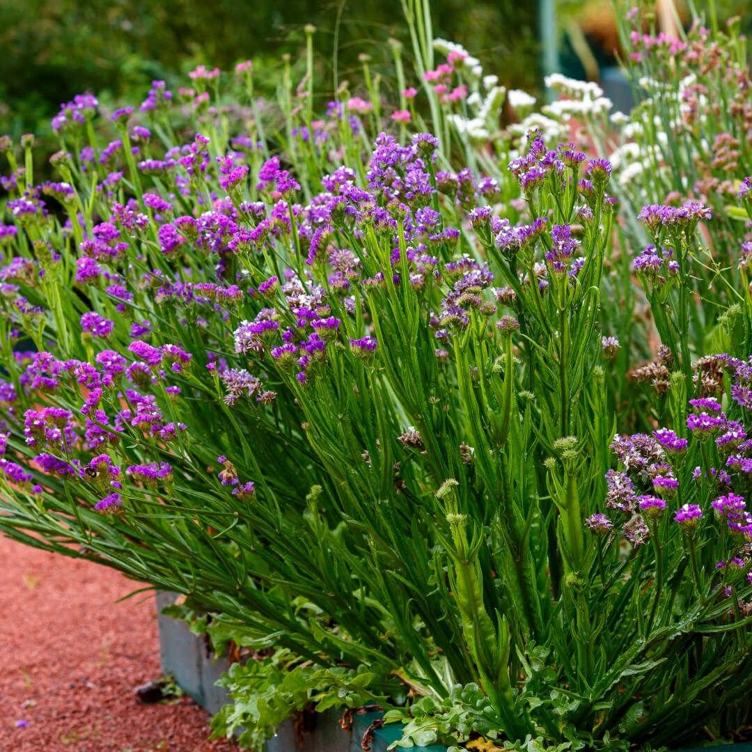 Limonium Sinuatum Seeds - Heirloom Flower Plant for Home Gardens