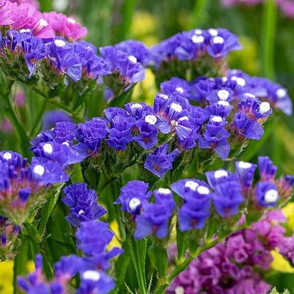 Limonium Sinuatum Seeds - Heirloom Flower Plant for Home Gardens
