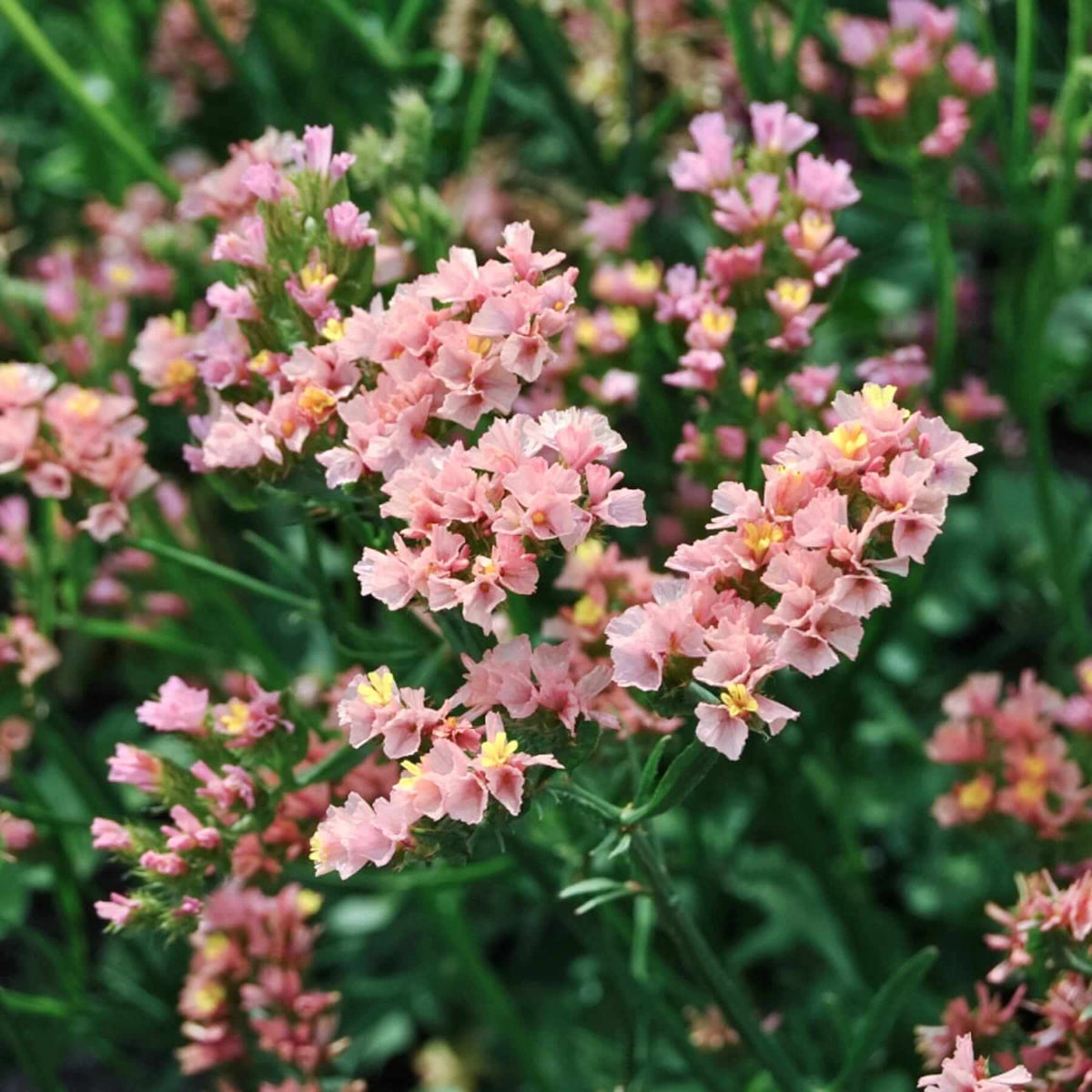 Limonium Sinuatum Seeds - Heirloom Flower Plant for Home Gardens