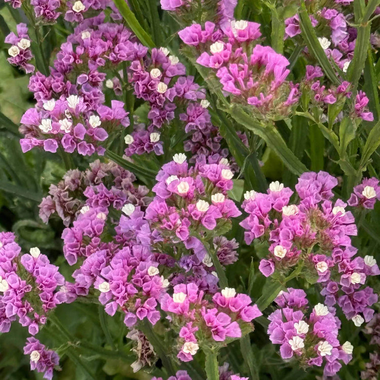 Limonium Sinuatum Seeds - Heirloom Flower Plant for Home Gardens