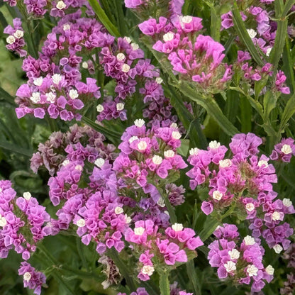 Limonium Sinuatum Seeds - Heirloom Flower Plant for Home Gardens