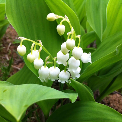 Lin Lan Flower Seeds - Heirloom Flower Plant for Home Gardens
