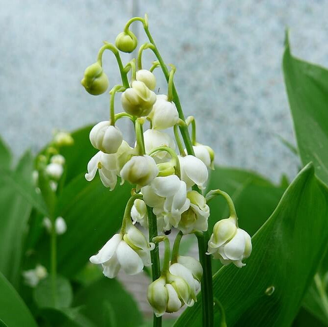 Lin Lan Flower Seeds - Heirloom Flower Plant for Home Gardens