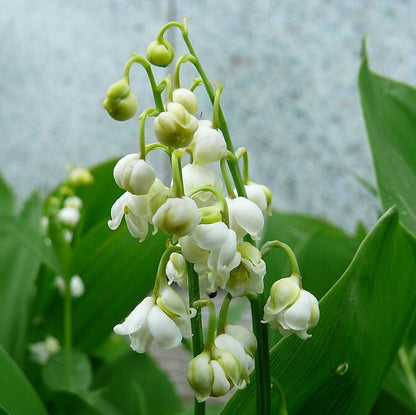 Lin Lan Flower Seeds - Heirloom Flower Plant for Home Gardens