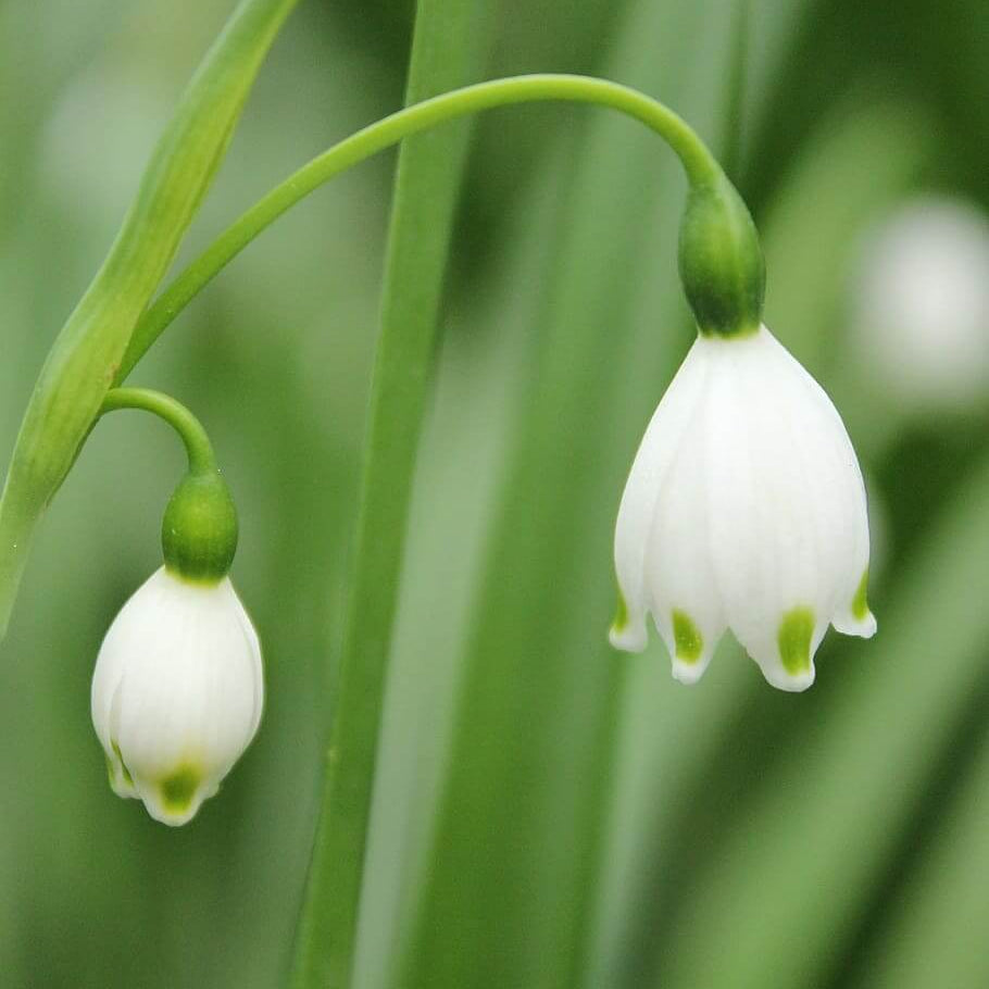 Lin Lan Flower Seeds - Heirloom Flower Plant for Home Gardens