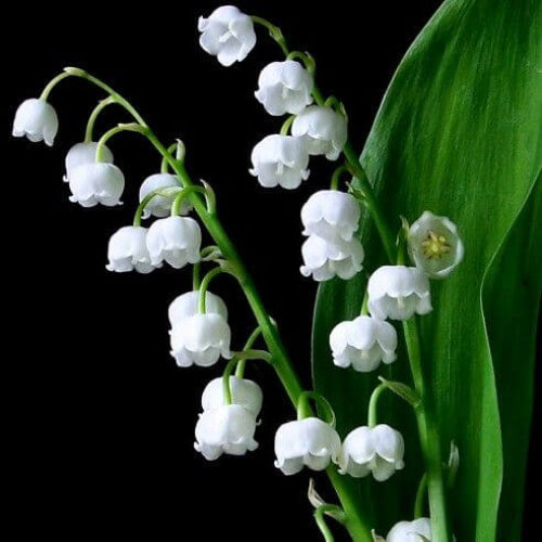 Lin Lan Flower Seeds - Heirloom Flower Plant for Home Gardens