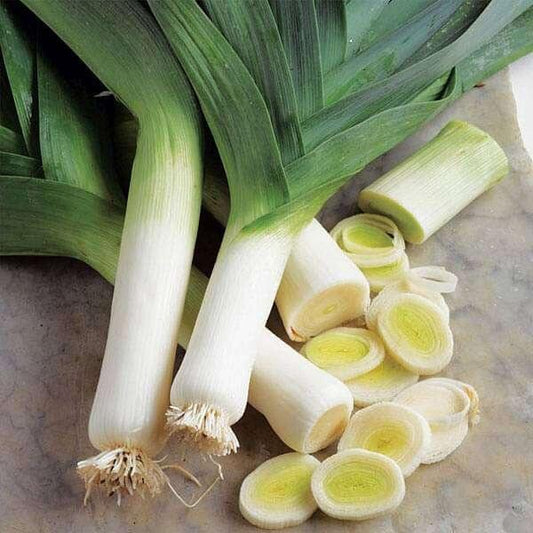 Lincoln Leek Seeds 