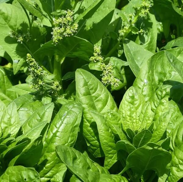 Lincolnshire Spinach Seeds