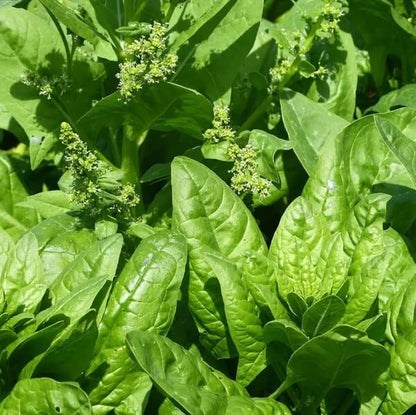 Lincolnshire Spinach Seeds