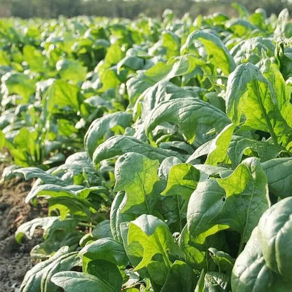 Lincolnshire Spinach Seeds