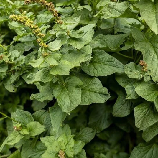 Lincolnshire Spinach Seeds