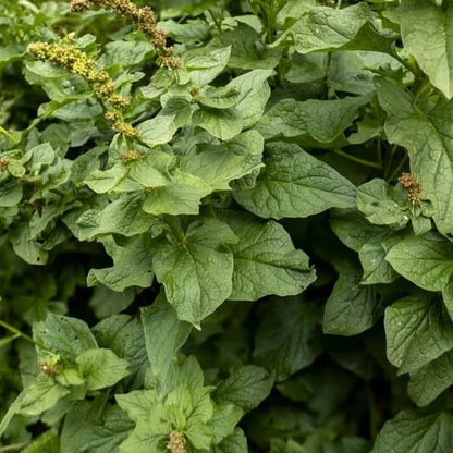 Lincolnshire Spinach Seeds