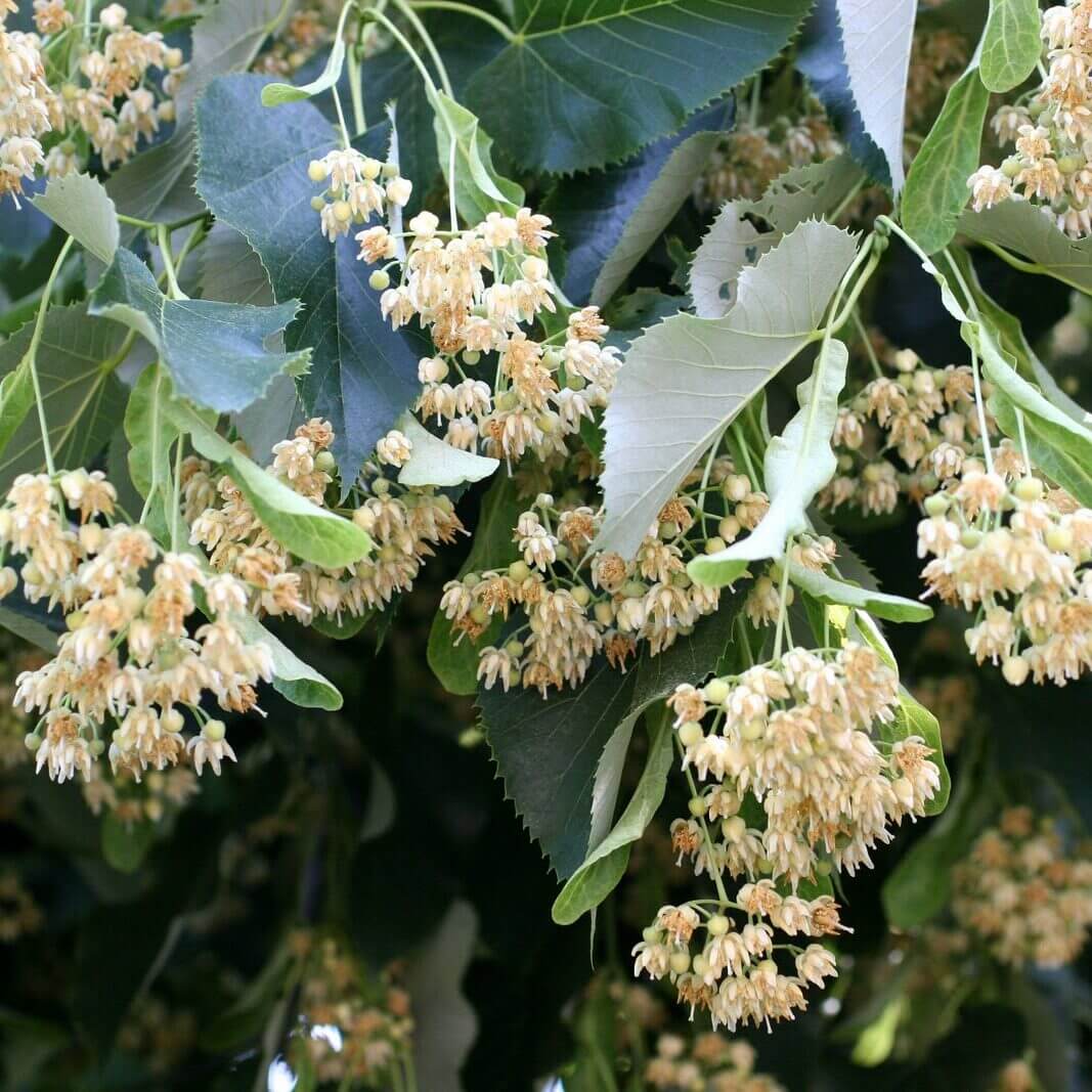 Linden Seeds - Tree Plant Seeds for Home Gardens