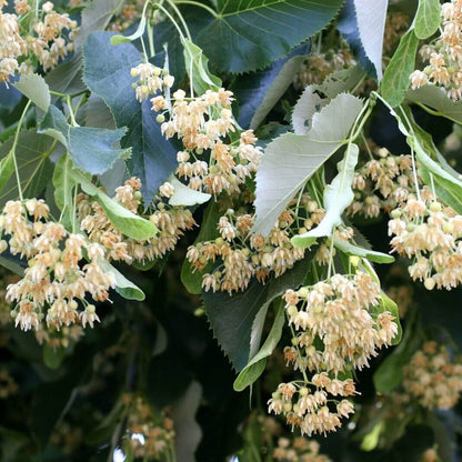Linden Seeds - Tree Plant Seeds for Home Gardens