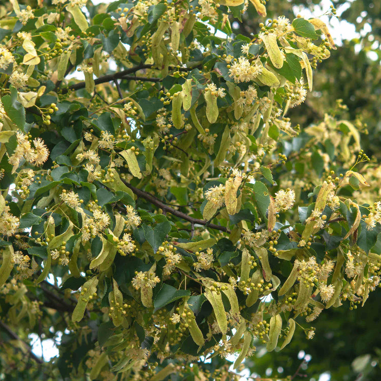 Linden Seeds - Tree Plant Seeds for Home Gardens