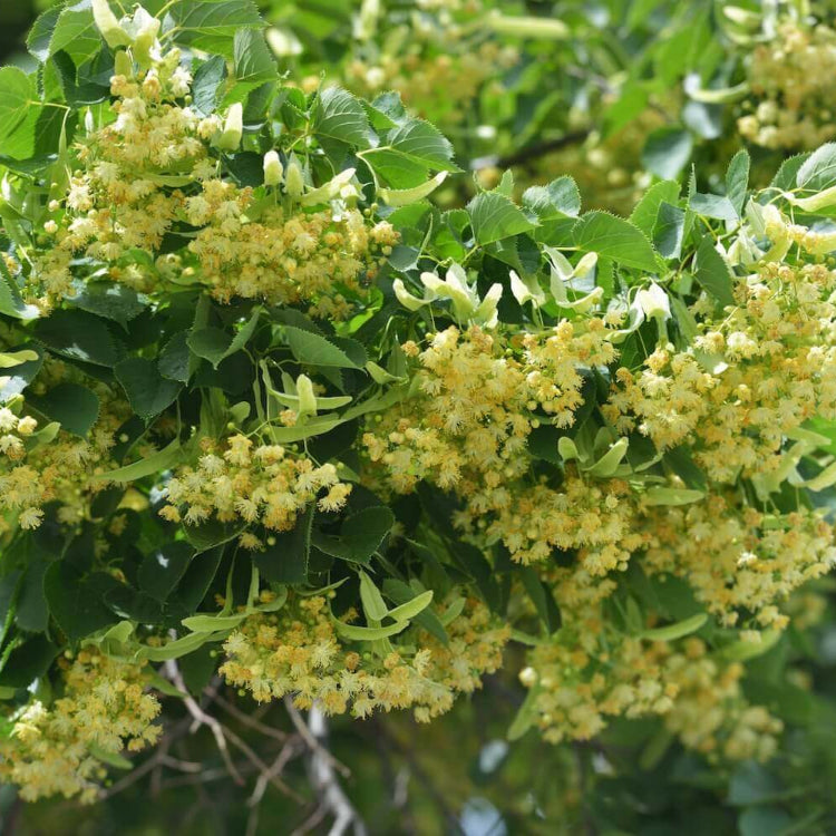 Linden Seeds - Tree Plant Seeds for Home Gardens