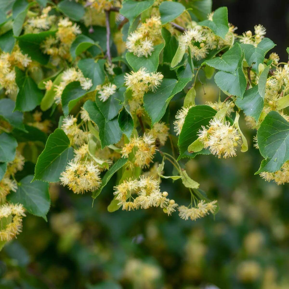 Linden Seeds - Tree Plant Seeds for Home Gardens