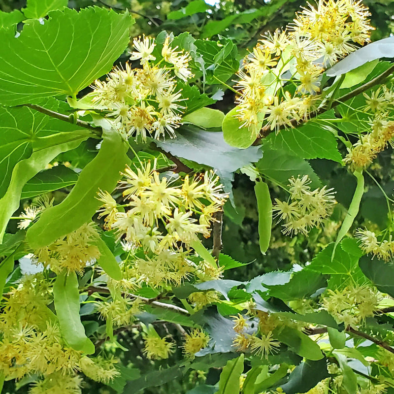 Linden Seeds - Tree Seeds for Home Gardens