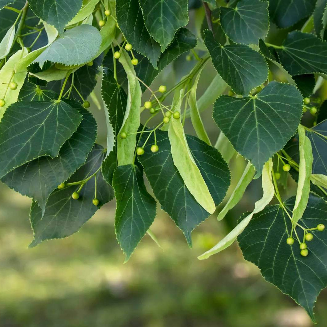 Linden Seeds - Tree Seeds for Home Gardens